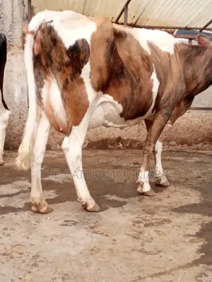 Pedigree Ayrshire