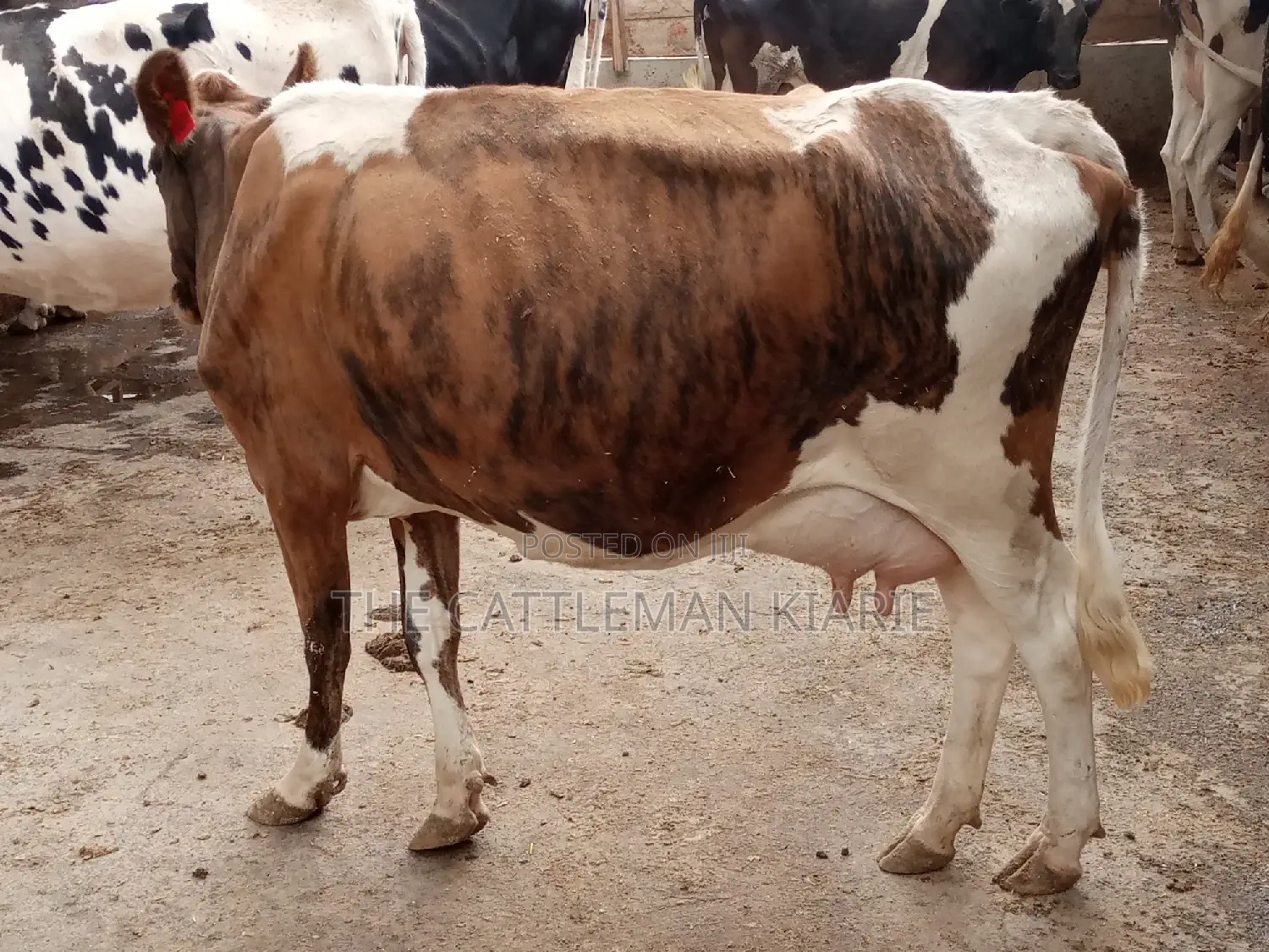Pedigree Ayrshire