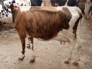 Pedigree Ayrshire