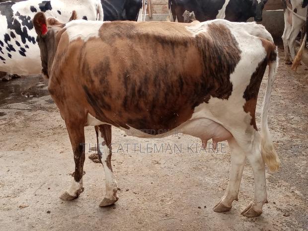 Pedigree Ayrshire - thumbnail 2