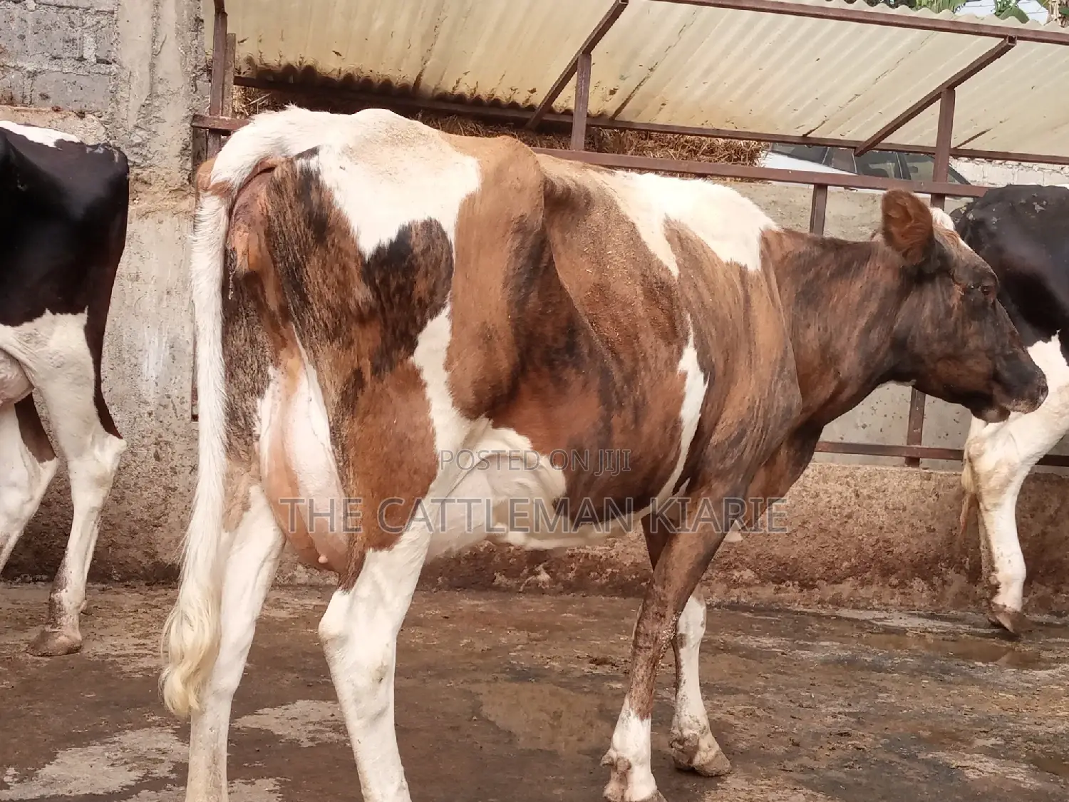 Pedigree Ayrshire