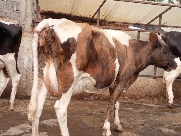 Pedigree Ayrshire - thumbnail 6