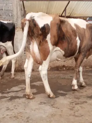 Pedigree Ayrshire