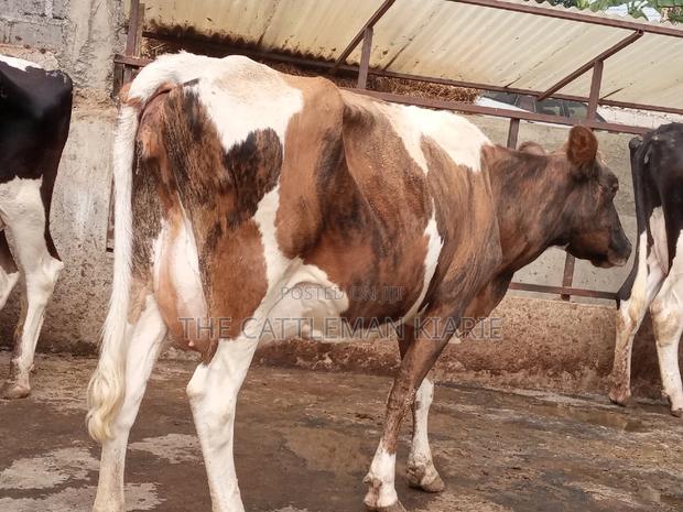 Pedigree Ayrshire - thumbnail 7