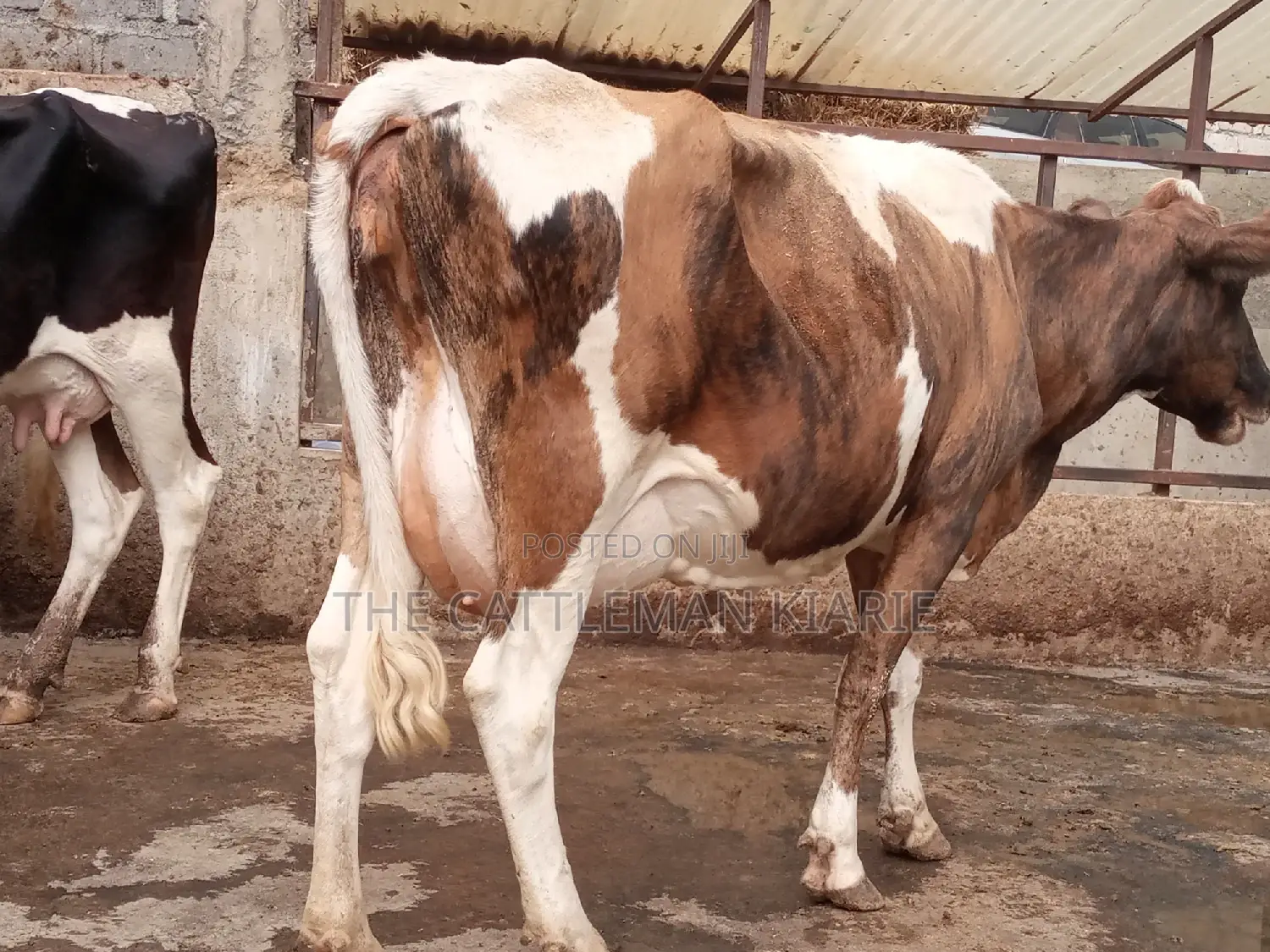 Pedigree Ayrshire