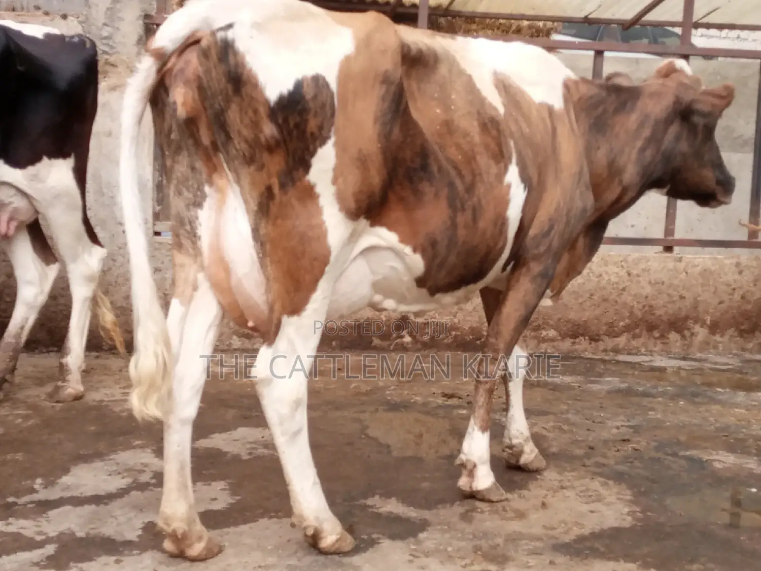 Pedigree Ayrshire
