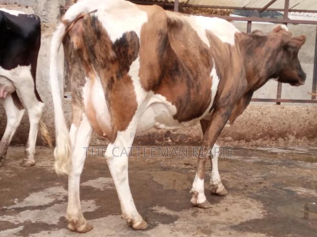 Pedigree Ayrshire - thumbnail 9