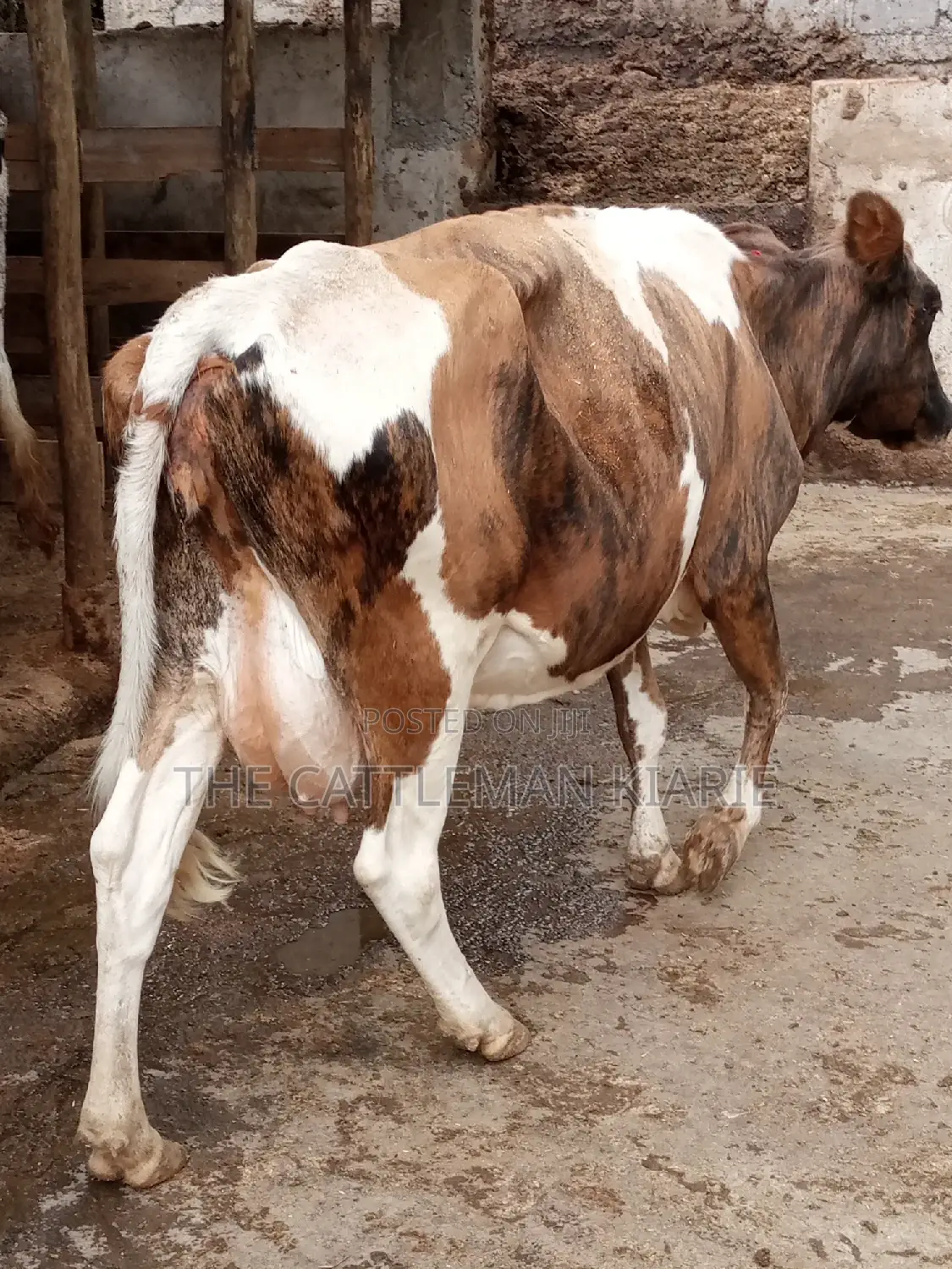Pedigree Ayrshire