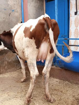 Ayrshire 7.5 Months Incalf Heifer - thumbnail 2