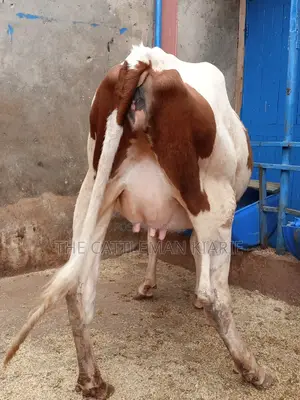 Ayrshire 7.5 Months Incalf Heifer