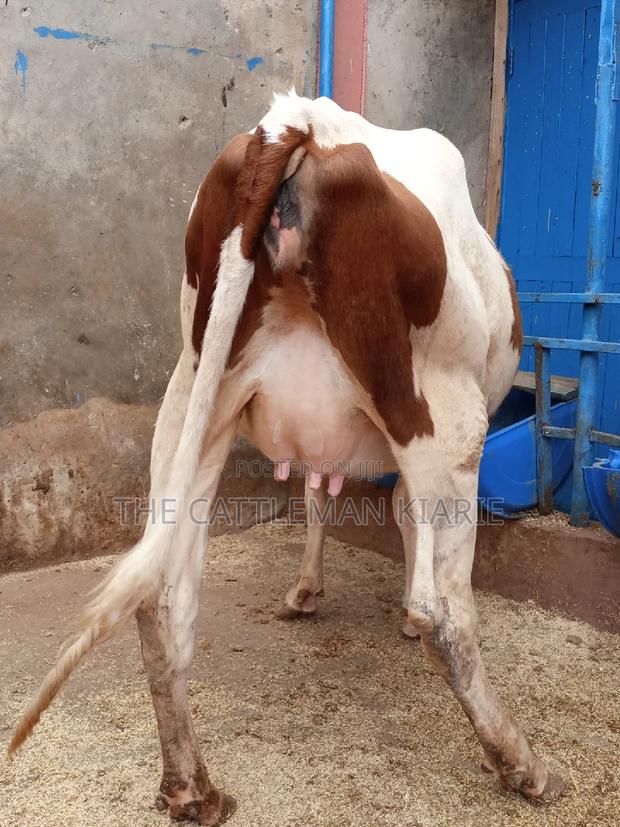 Ayrshire 7.5 Months Incalf Heifer - thumbnail 3