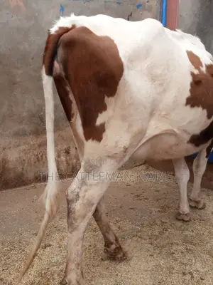Ayrshire 7.5 Months Incalf Heifer