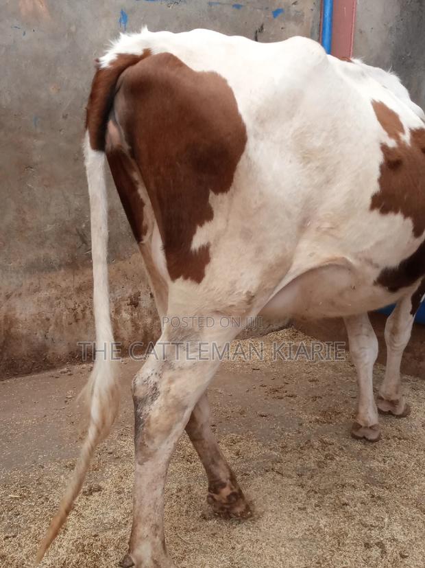 Ayrshire 7.5 Months Incalf Heifer - thumbnail 4