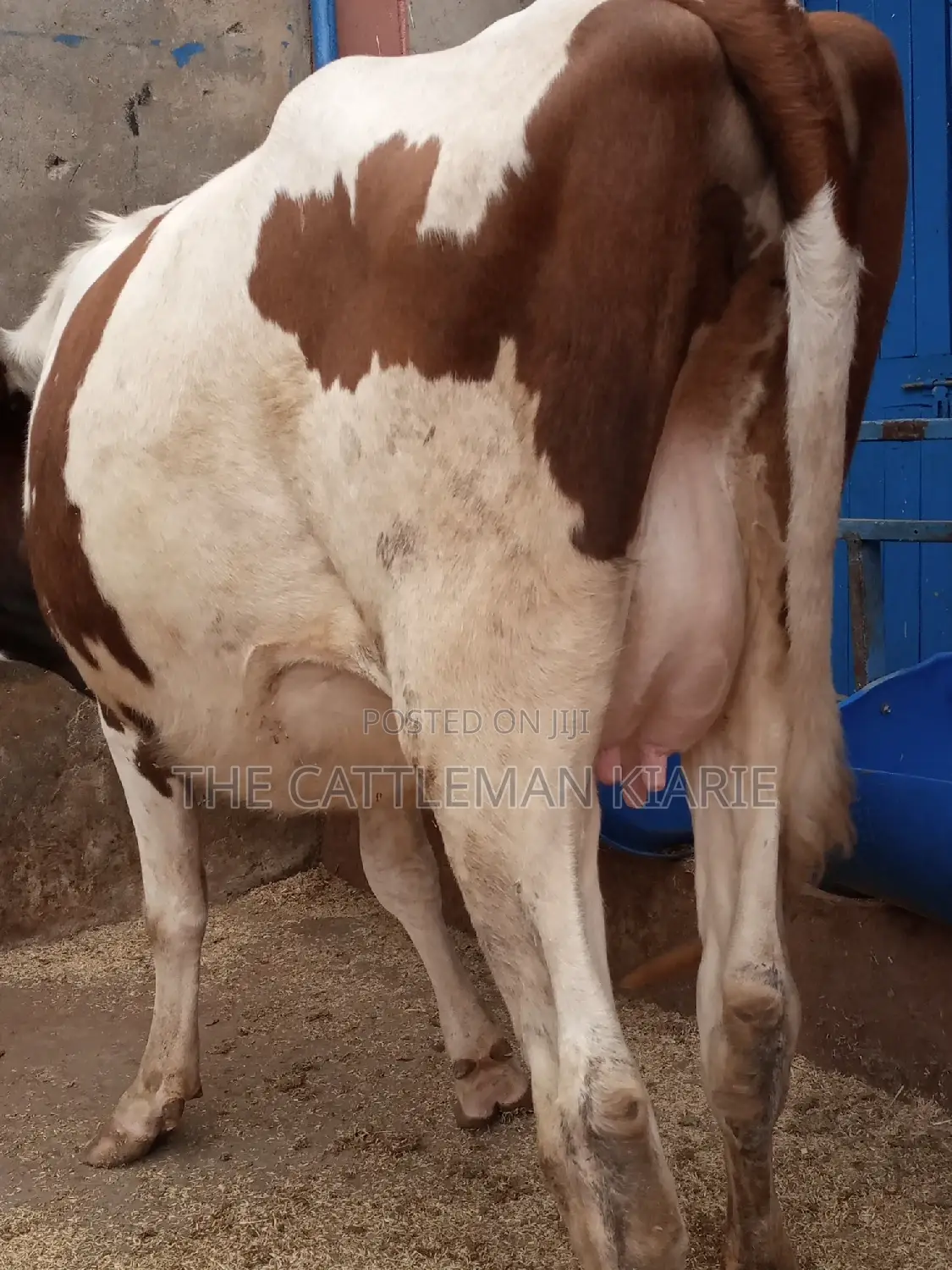 Ayrshire 7.5 Months Incalf Heifer