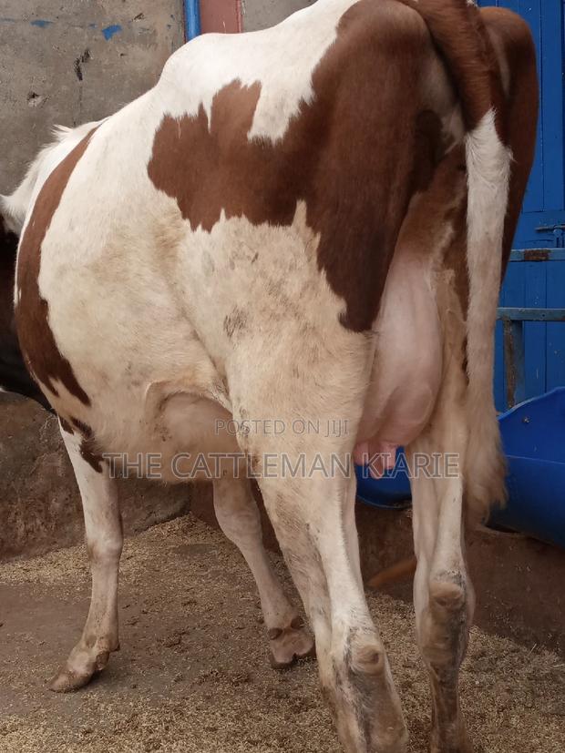 Ayrshire 7.5 Months Incalf Heifer - thumbnail 6