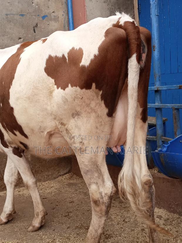 Ayrshire 7.5 Months Incalf Heifer - thumbnail 5