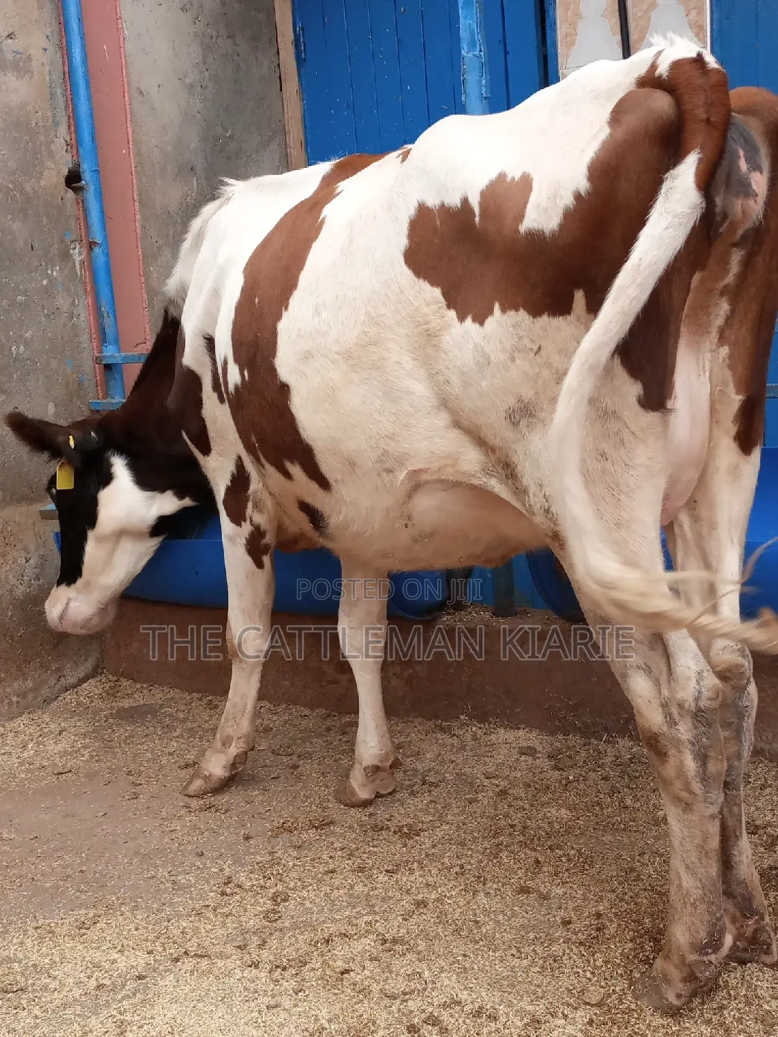 Ayrshire 7.5 Months Incalf Heifer