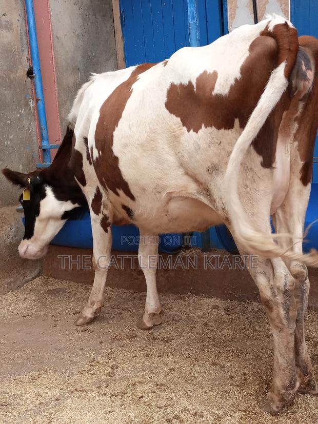 Ayrshire 7.5 Months Incalf Heifer - thumbnail 8