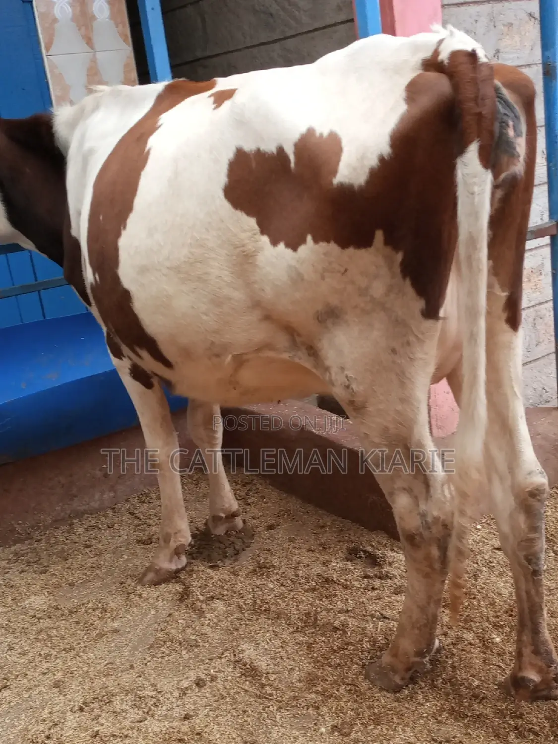 Ayrshire 7.5 Months Incalf Heifer