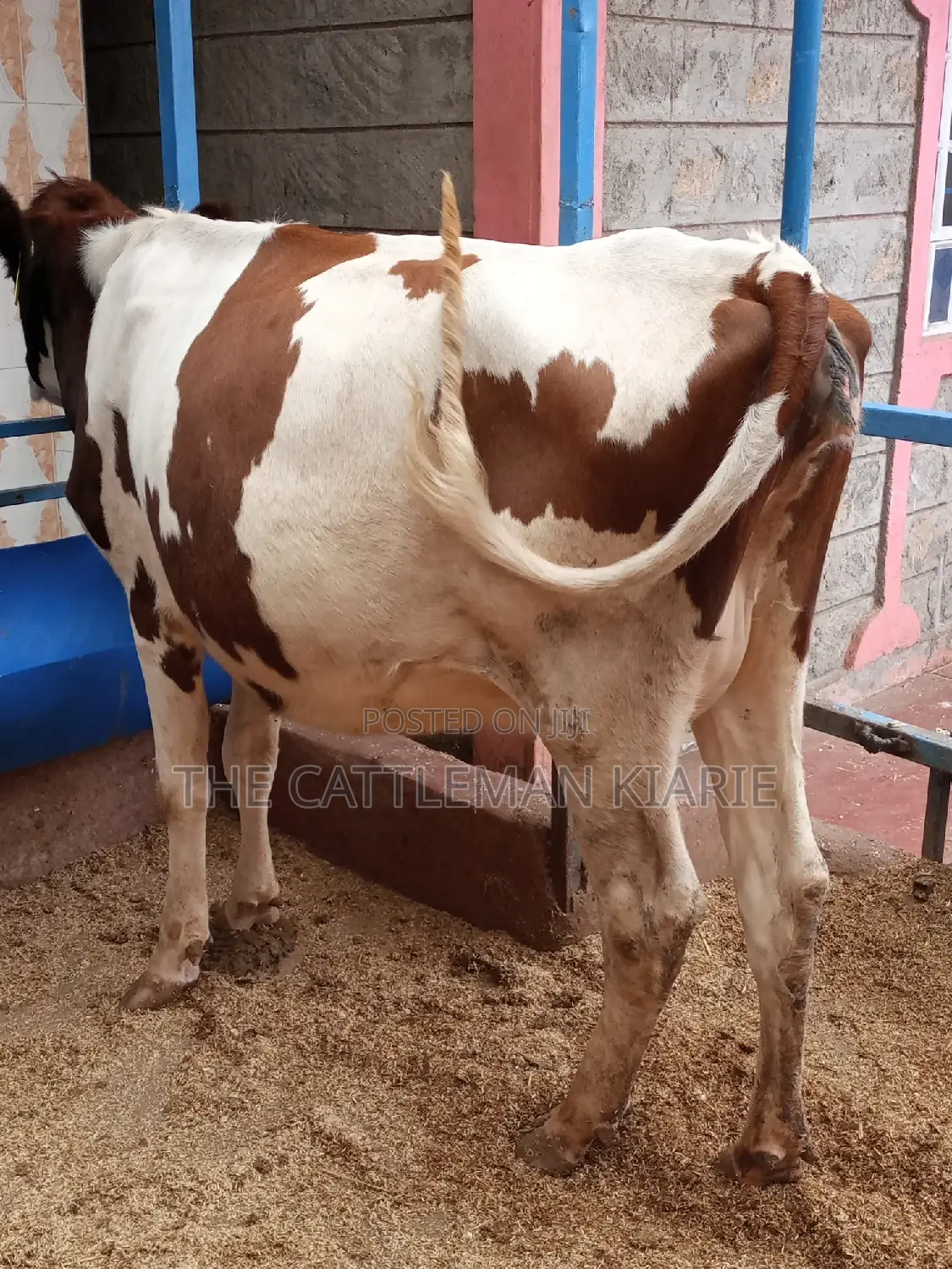 Ayrshire 7.5 Months Incalf Heifer