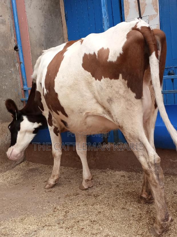 Ayrshire 7.5 Months Incalf Heifer - thumbnail 7