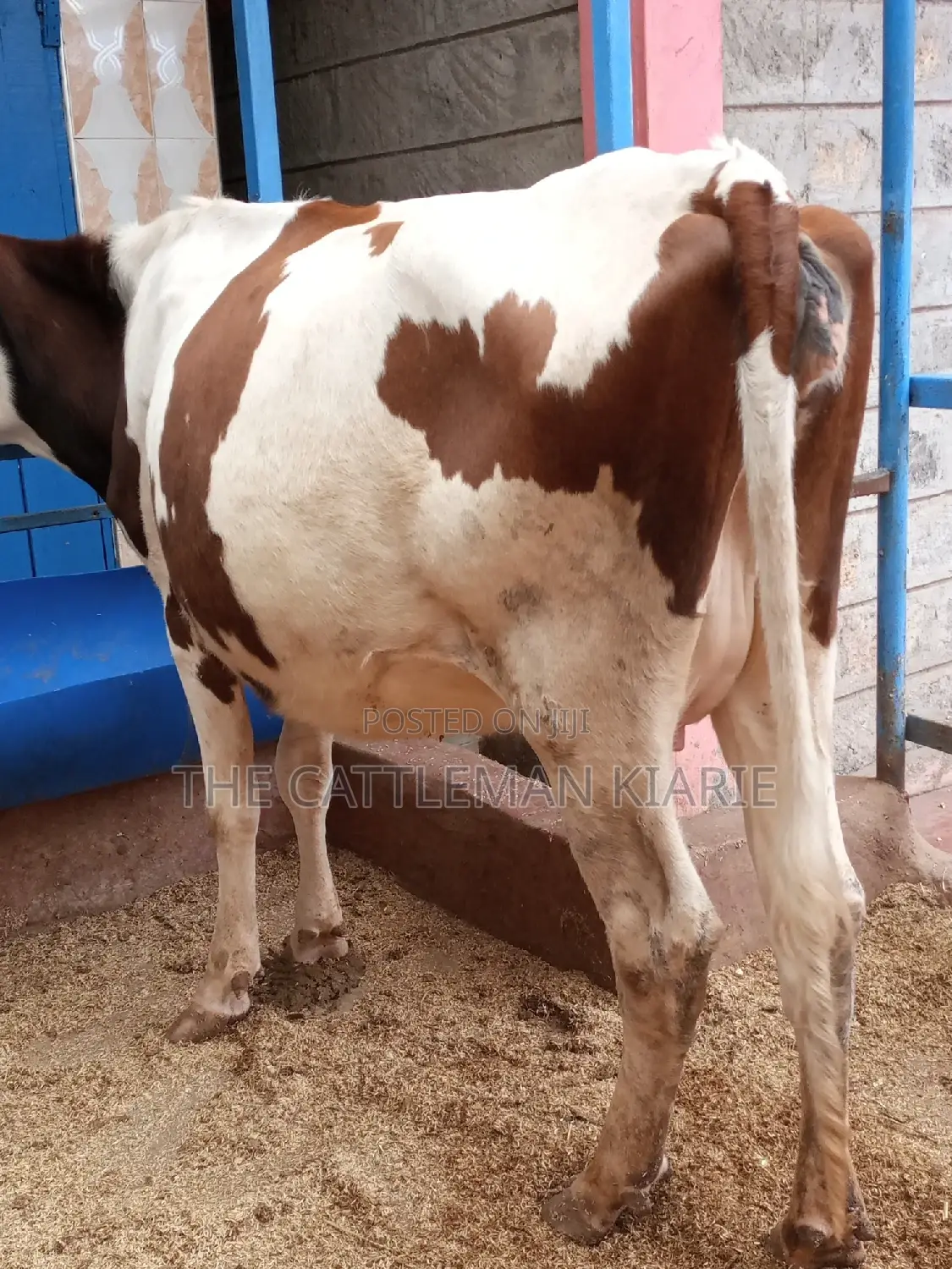 Ayrshire 7.5 Months Incalf Heifer