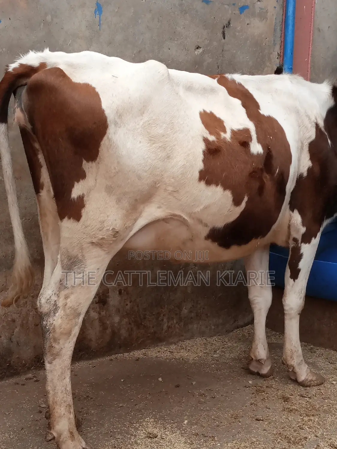 Ayrshire 7.5 Months Incalf Heifer