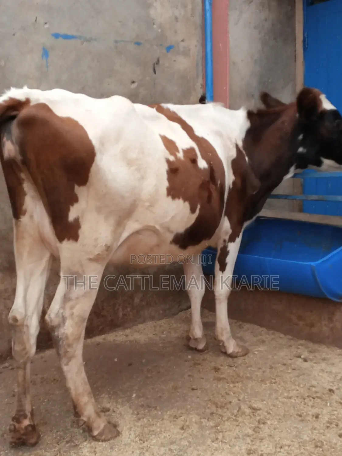 Ayrshire 7.5 Months Incalf Heifer