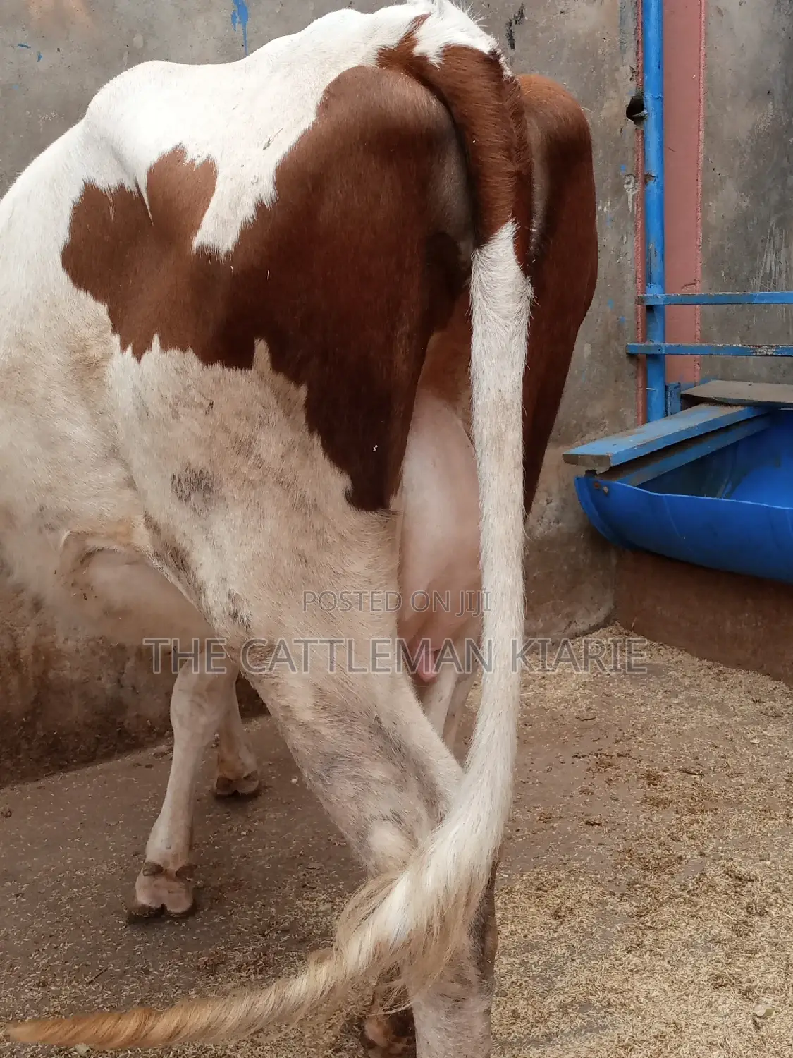 Ayrshire 7.5 Months Incalf Heifer