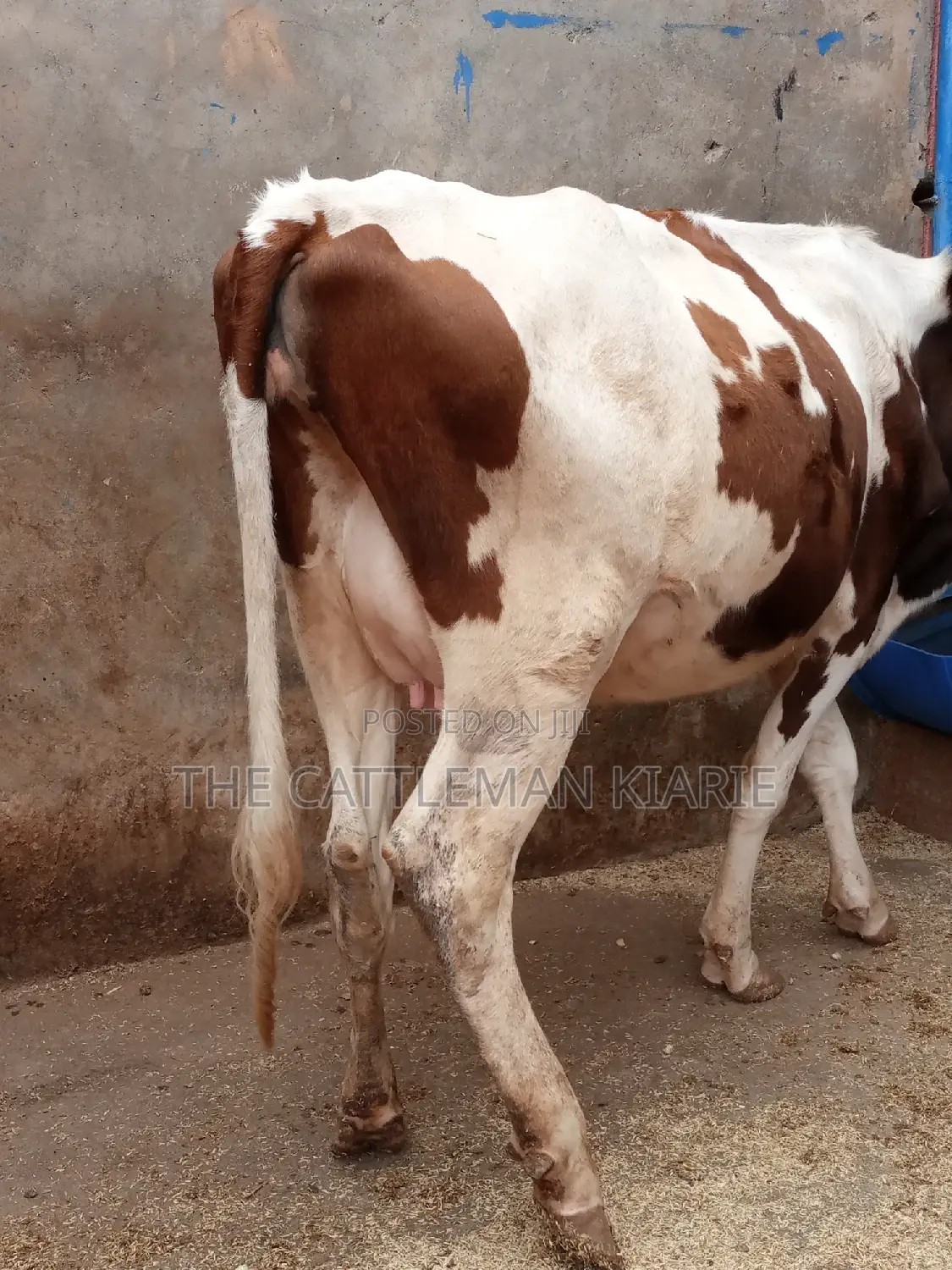Ayrshire 7.5 Months Incalf Heifer