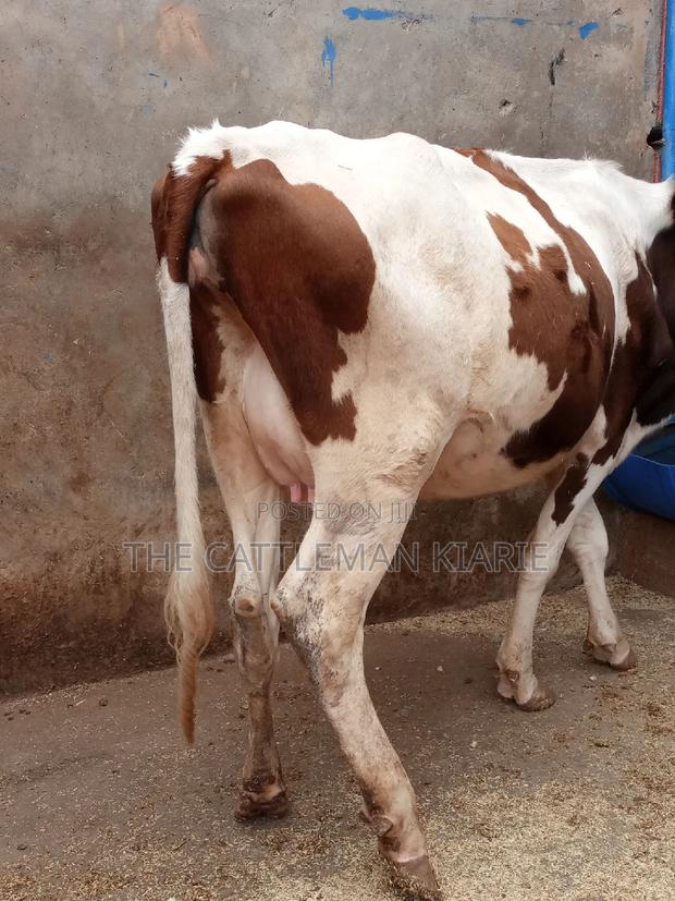 Ayrshire 7.5 Months Incalf Heifer - thumbnail 14