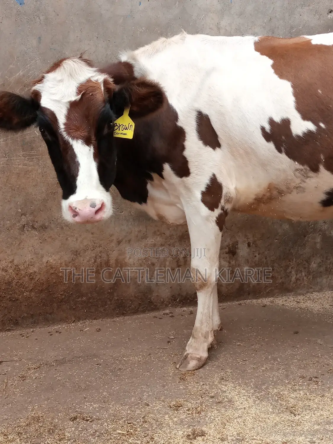 Ayrshire 7.5 Months Incalf Heifer