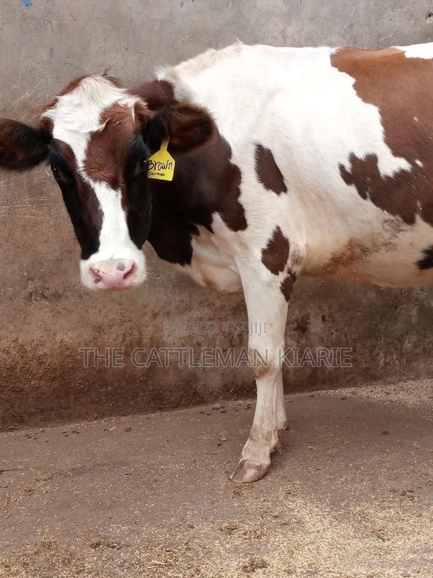 Ayrshire 7.5 Months Incalf Heifer - thumbnail 17