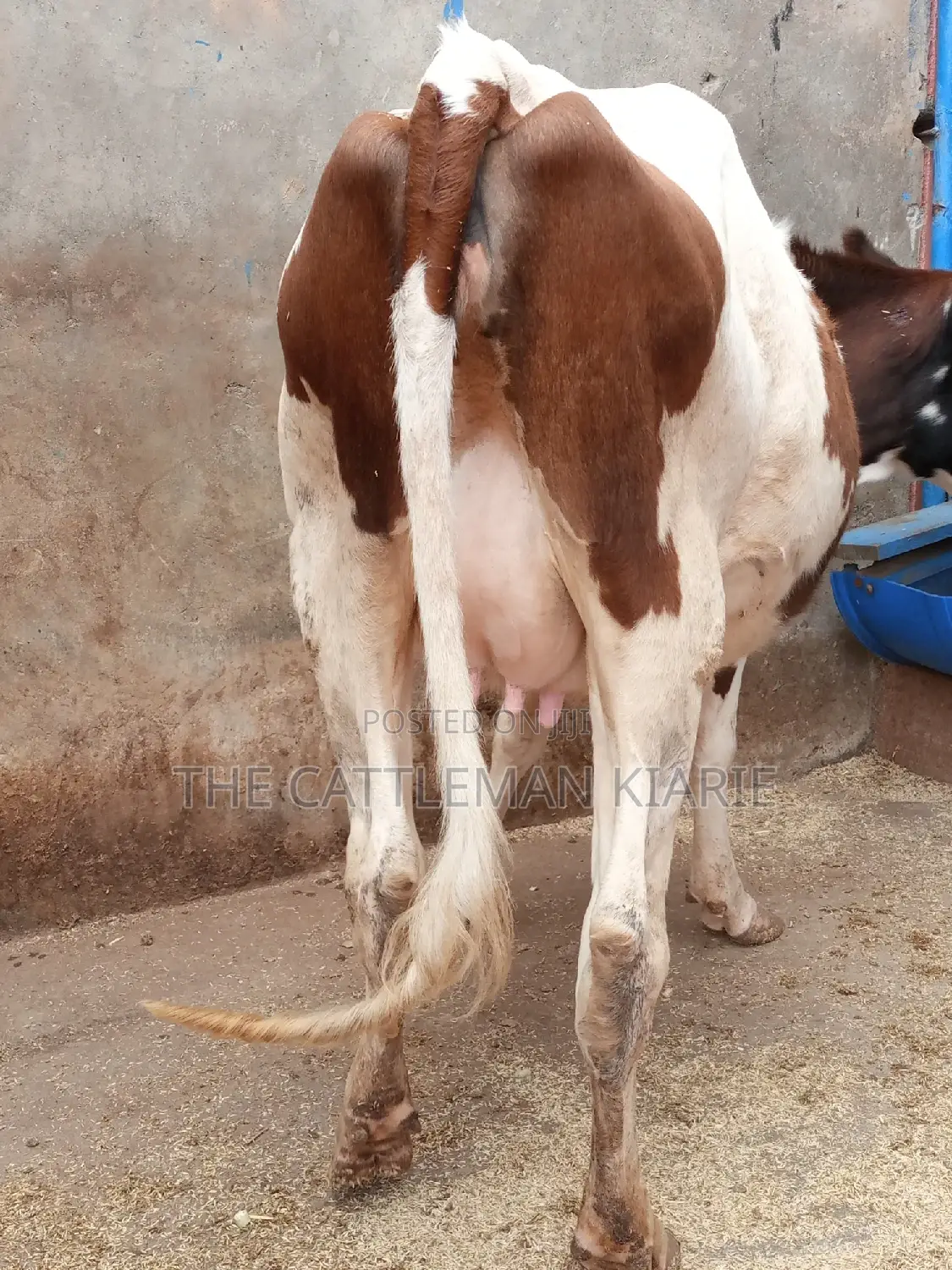Ayrshire 7.5 Months Incalf Heifer
