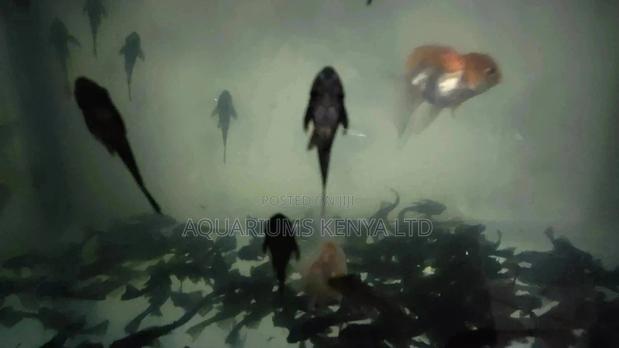 Plecotomus Available, Algae Fish Eaters - main view