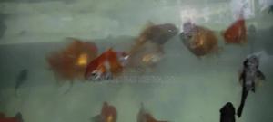 Oranda Multi Colour Goldfish, Aquarium - thumbnail 2