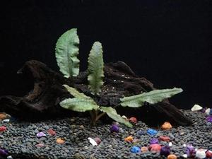 Anubius Live Aquarium Plants, Organic Tanks - thumbnail 2