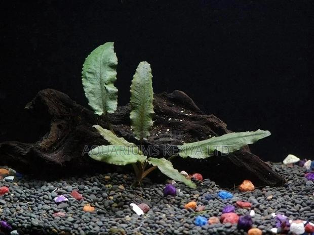 Anubius Live Aquarium Plants, Organic Tanks - main view