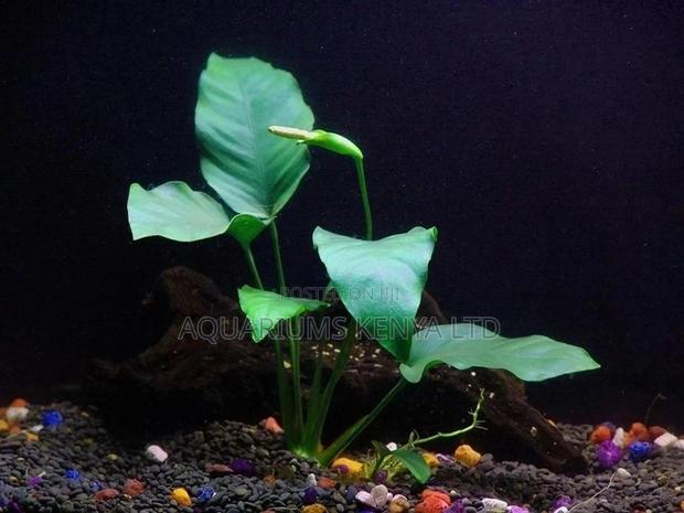 Anubias Barteri, Aquarium Plants - main view