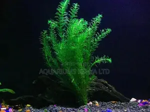 Elodea Aquarium Live Plants