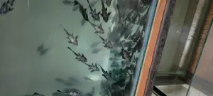 Aquarium Fish Cleaners , Algae Eaters Pleco