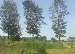 Plots for Sale in Ruiru, Kiambu
