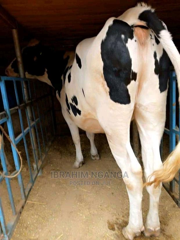 Heifers for Sale - thumbnail 3