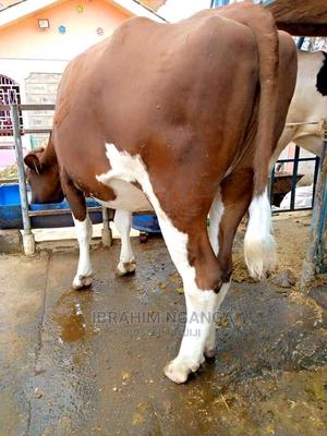 Heifers for Sale - thumbnail 2