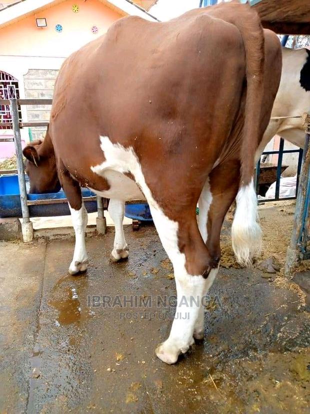 Heifers for Sale - main view