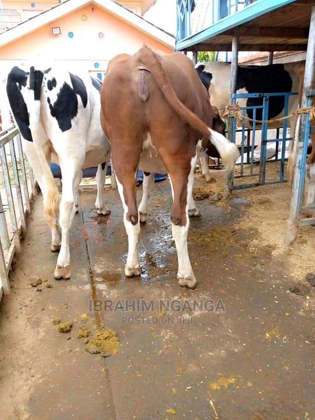 Heifers for Sale - thumbnail 4