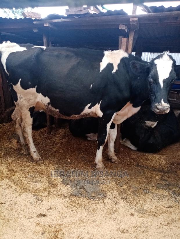 Heifers for Sale - thumbnail 6