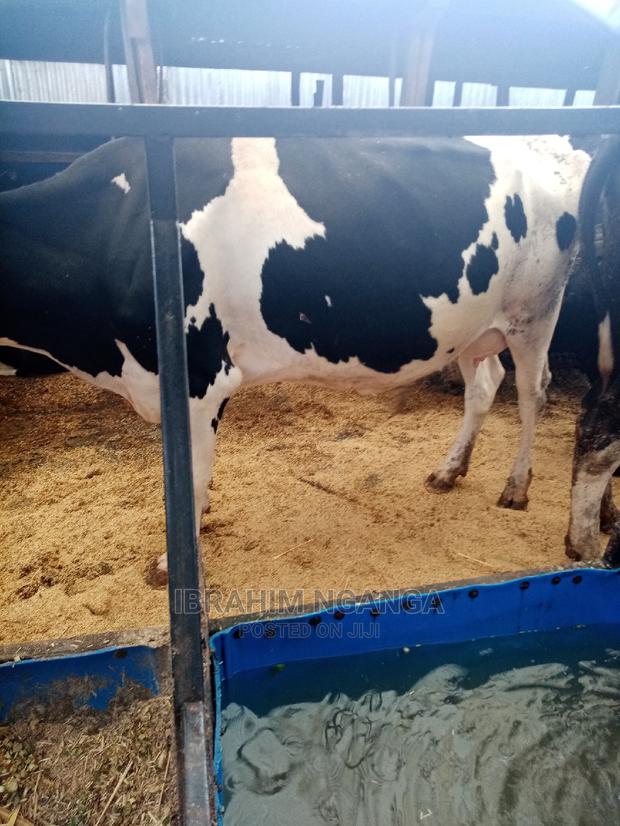 Heifers for Sale - thumbnail 9