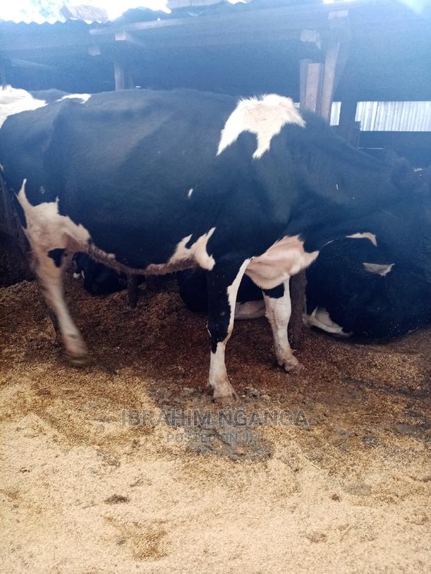 Heifers for Sale - thumbnail 7