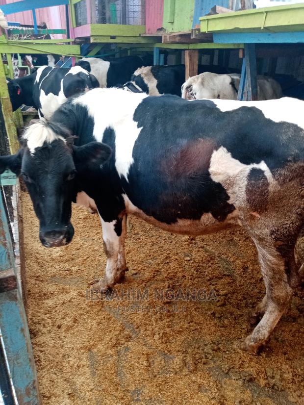 Heifers for Sale - thumbnail 8